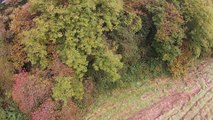 Celtic Cross Appears In Irish Forest When Viewed From Above