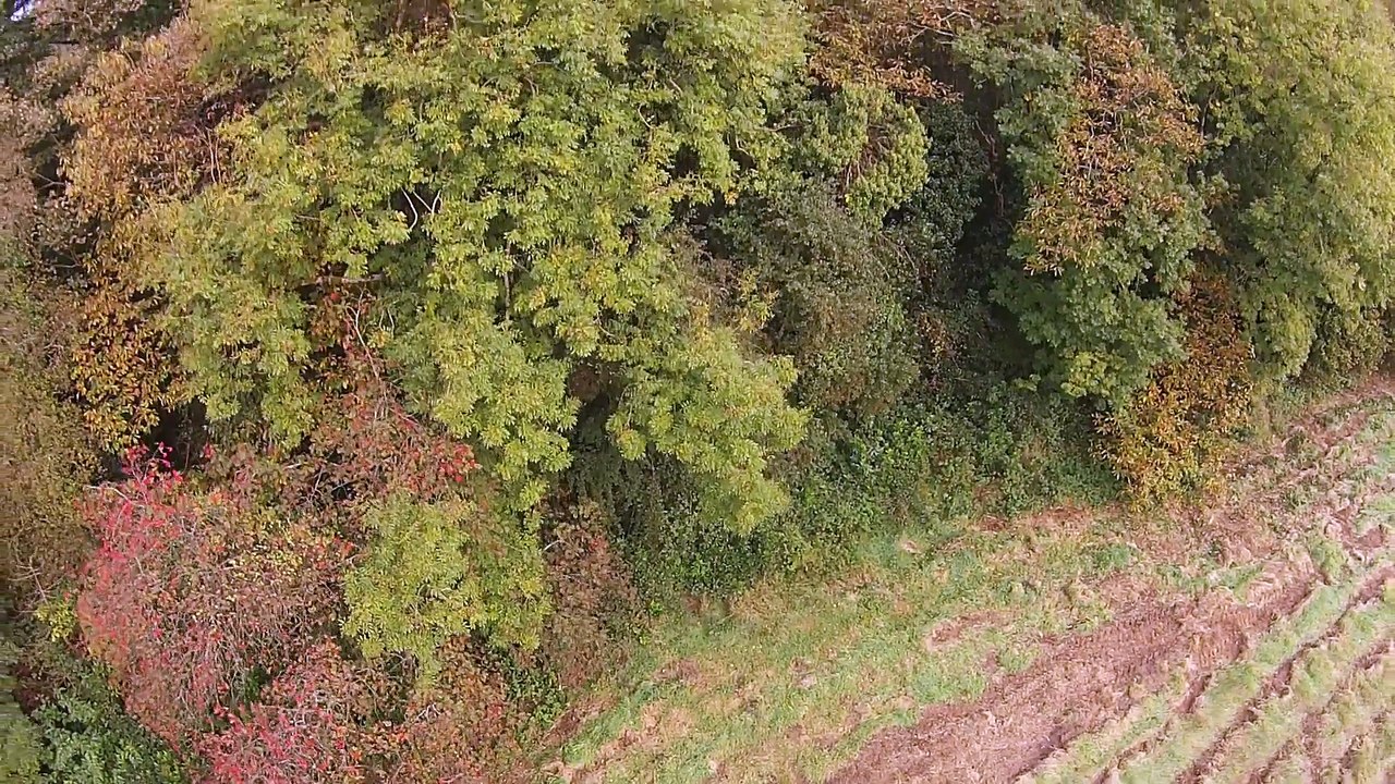 Celtic Cross Appears In Irish Forest When Viewed From Above