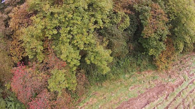 Celtic Cross Appears In Irish Forest When Viewed From Above