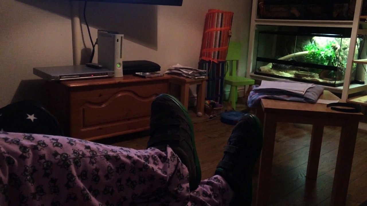 Noodles The Maine Coon Cat Plays Fetch Like A Dog