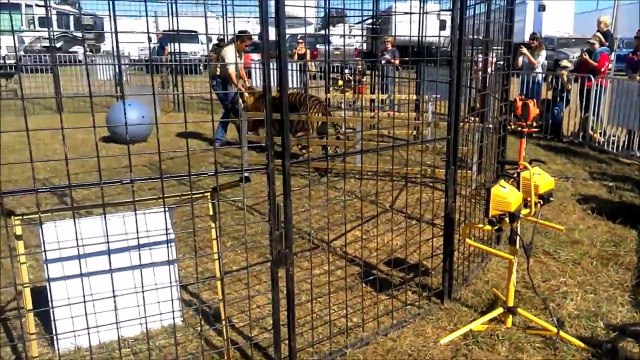 Attaquée par un tigre cette danseuse s'en sort par miracle - Cirque en Floride
