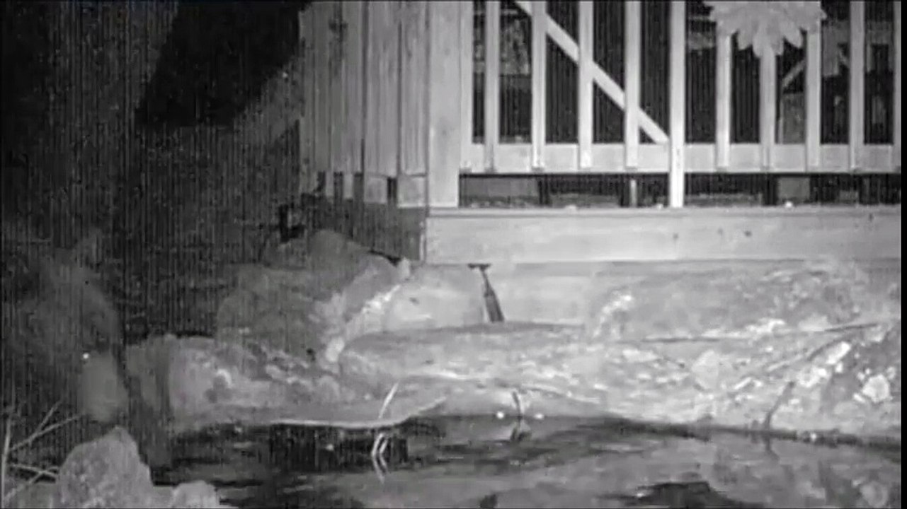 Bain de nuit d'un ours dans une marre à poissons au fond du jardin