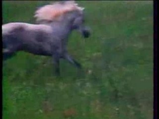 Générique En direct des Courses - La 5  - 1991