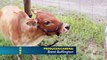 Tests animaux : les mini-vaches dans une université en Floride