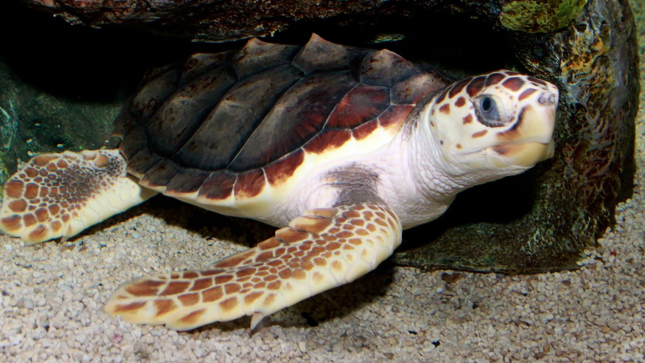 Tortugas marinas de México