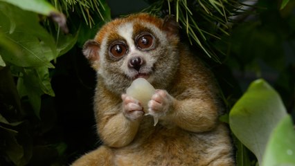 Top 10 Mammals With Unusual Defense Mechanisms