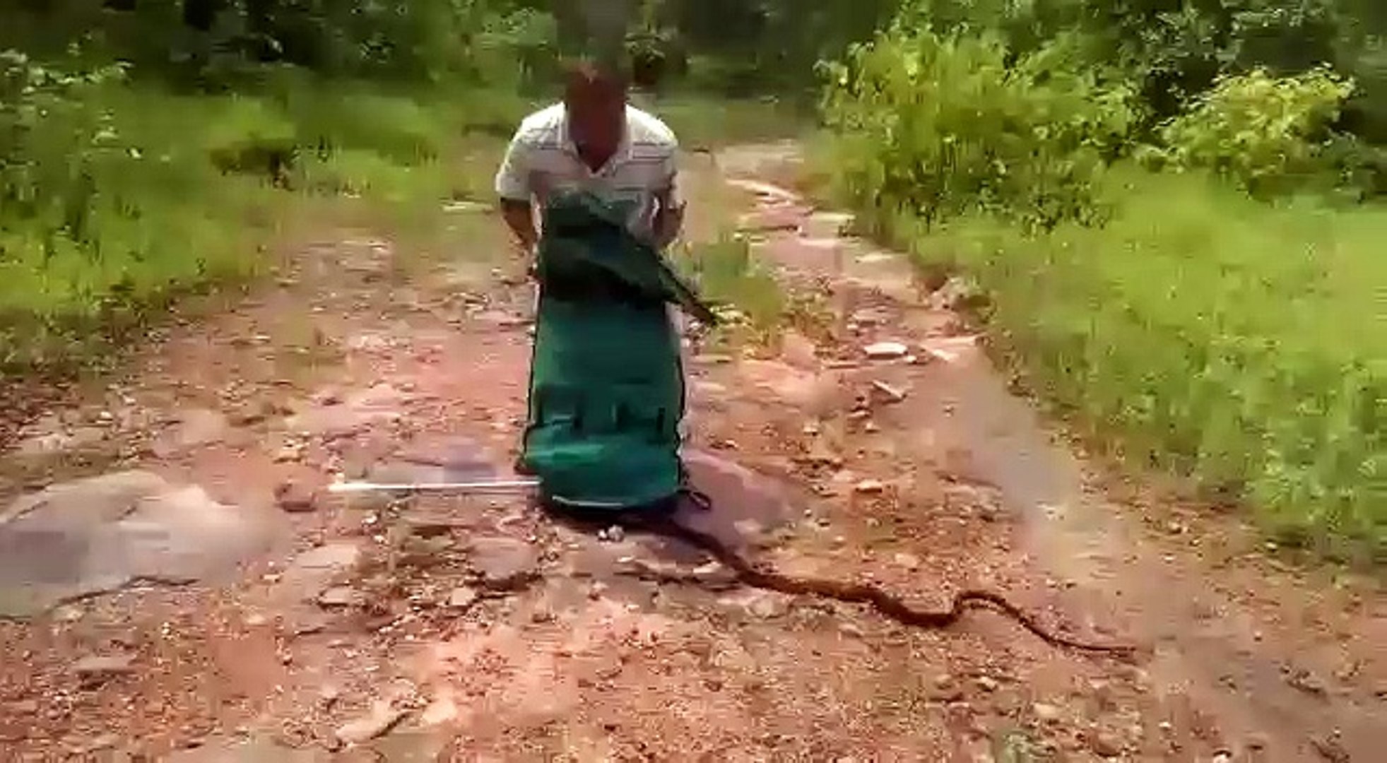 ⁣Jungle Snake Catcher Released Snakes