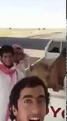 Freinds and camel Laughing