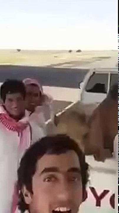 Freinds and camel Laughing