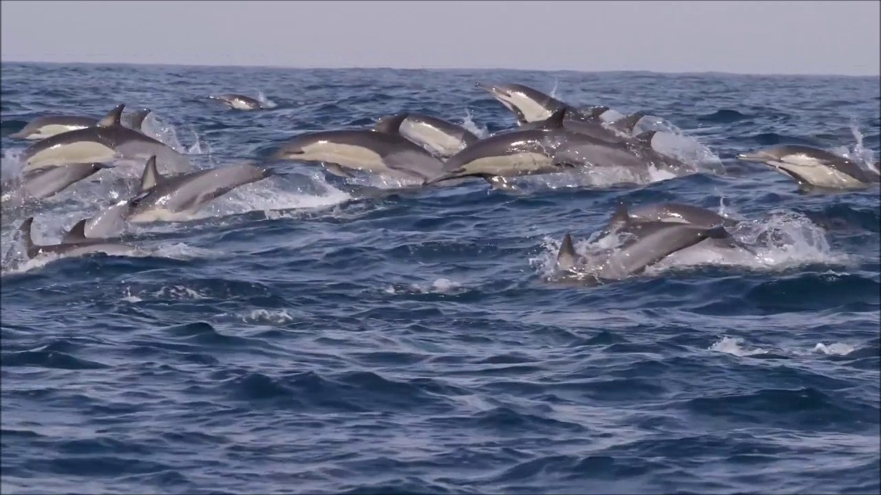 Le Sardine Run en Afrique du Sud : l'aventure sous-marine la plus magique