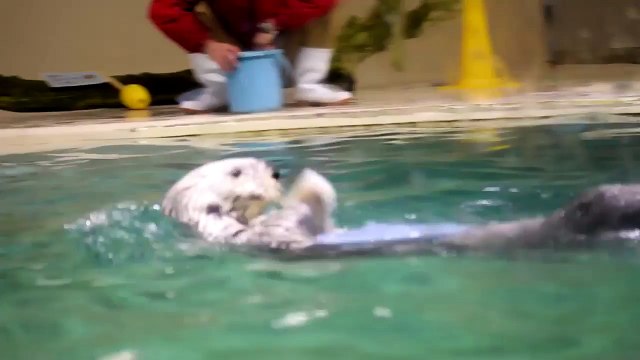 Loutre en mode Batteur de Rock! Aller, solo de batterie...