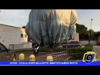 Ostuni |  Xylella, ruspe nella notte