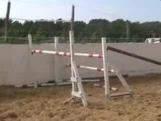 cheval saut en liberté