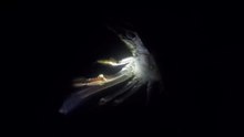 Il pêche l'un des plus grands homards au monde. Ce qu'il fait ensuite est à saluer