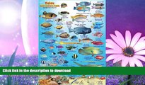 READ  Palau Reef Creatures Guide Franko Maps Laminated Fish Card 4