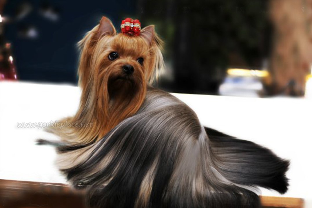 De Casta le viene al perro -Yorkshire Terrier