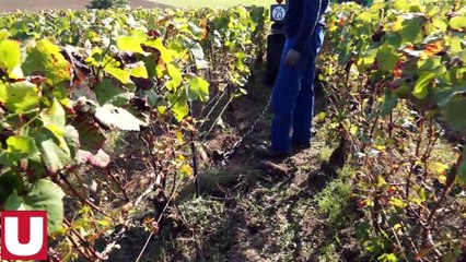 Les 4 saisons du vignerons en champagne: Episode 1