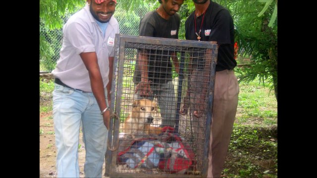 Wounded and starving feral street dog rescued