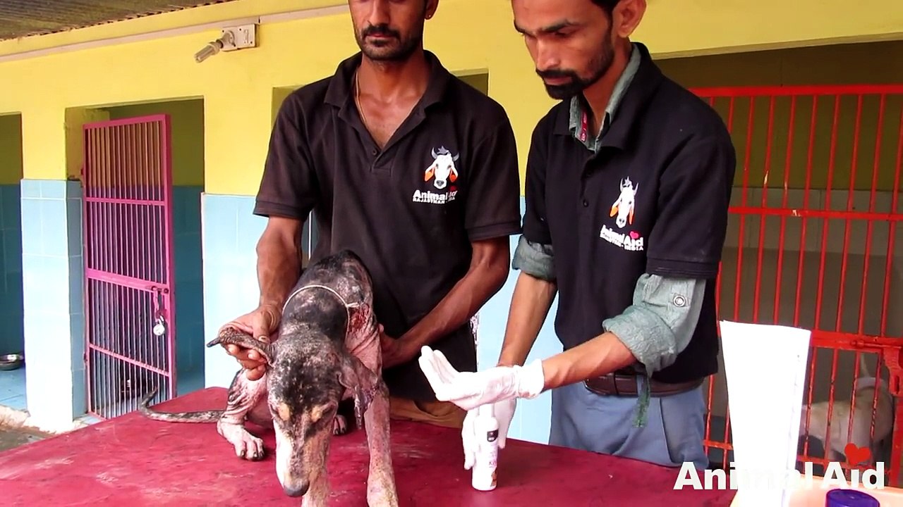 Watch dog literally jump for joy after recovering from skin disease