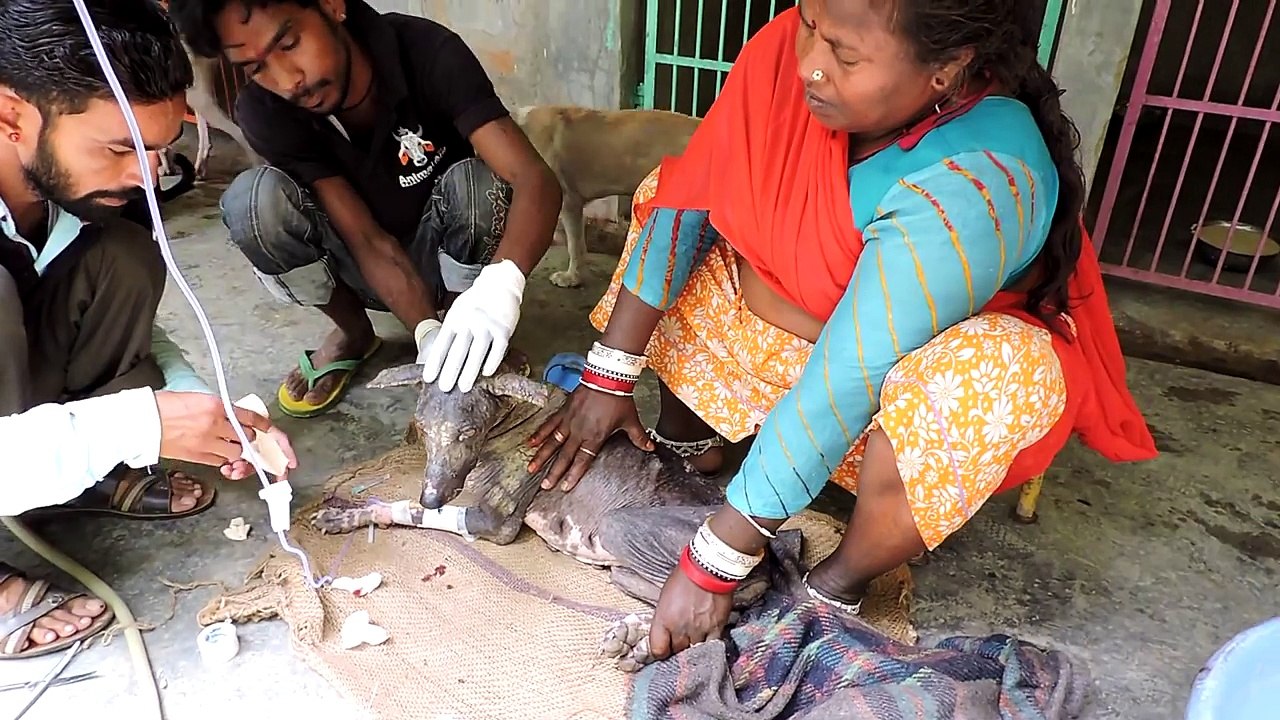 We feared she might die—mange dog's miracle recovery