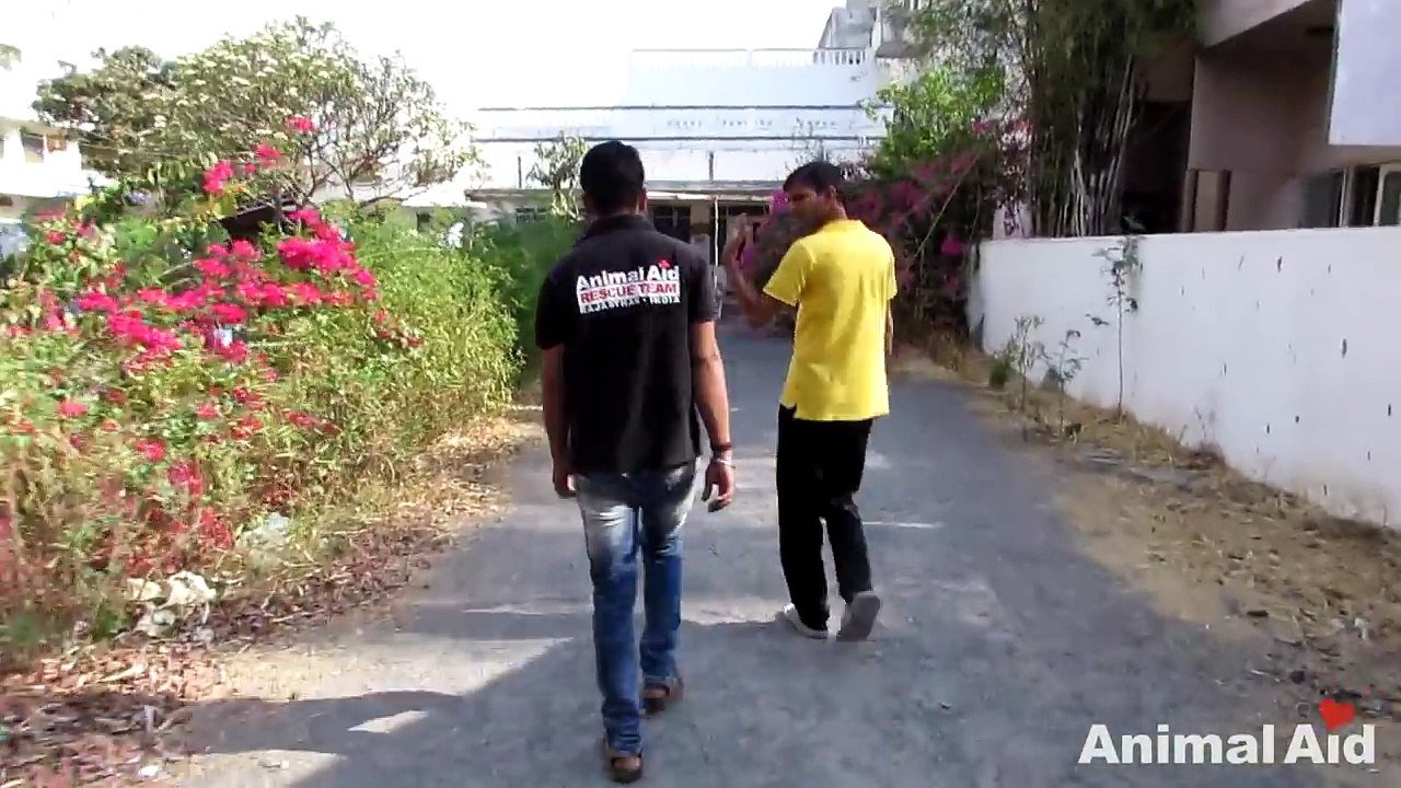We thought she was dead…amazing recovery of street dog