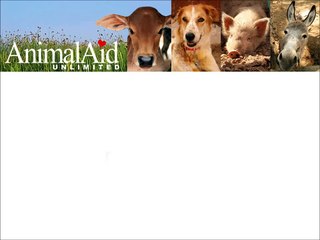 Who said a disabled dog can't love life