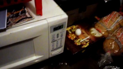 Dog eats raw egg.