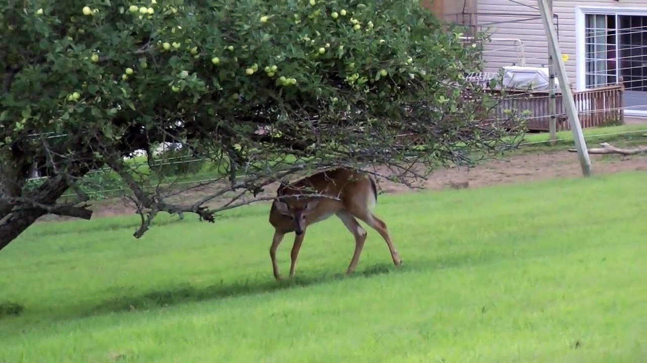 Bosco versus deer