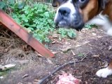Boxer dog eating a raw lamb shoulder [fillet] and a raw egg