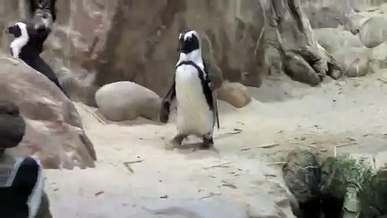 Bully Penguin Pushes Friend