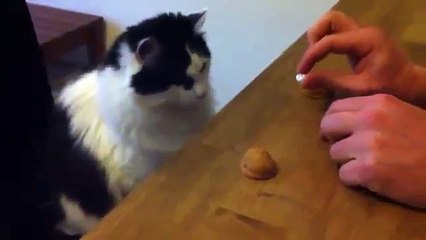 Cat plays guessing game