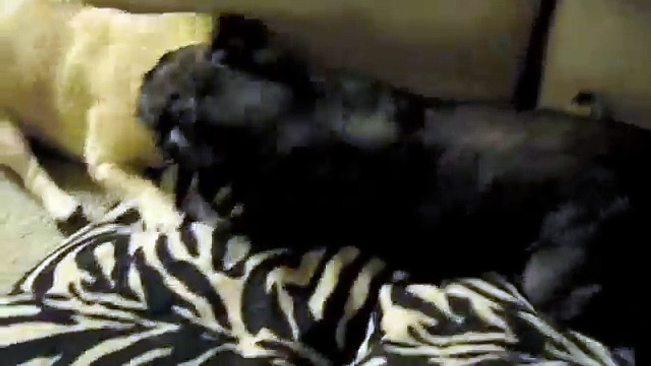 Doggies Play