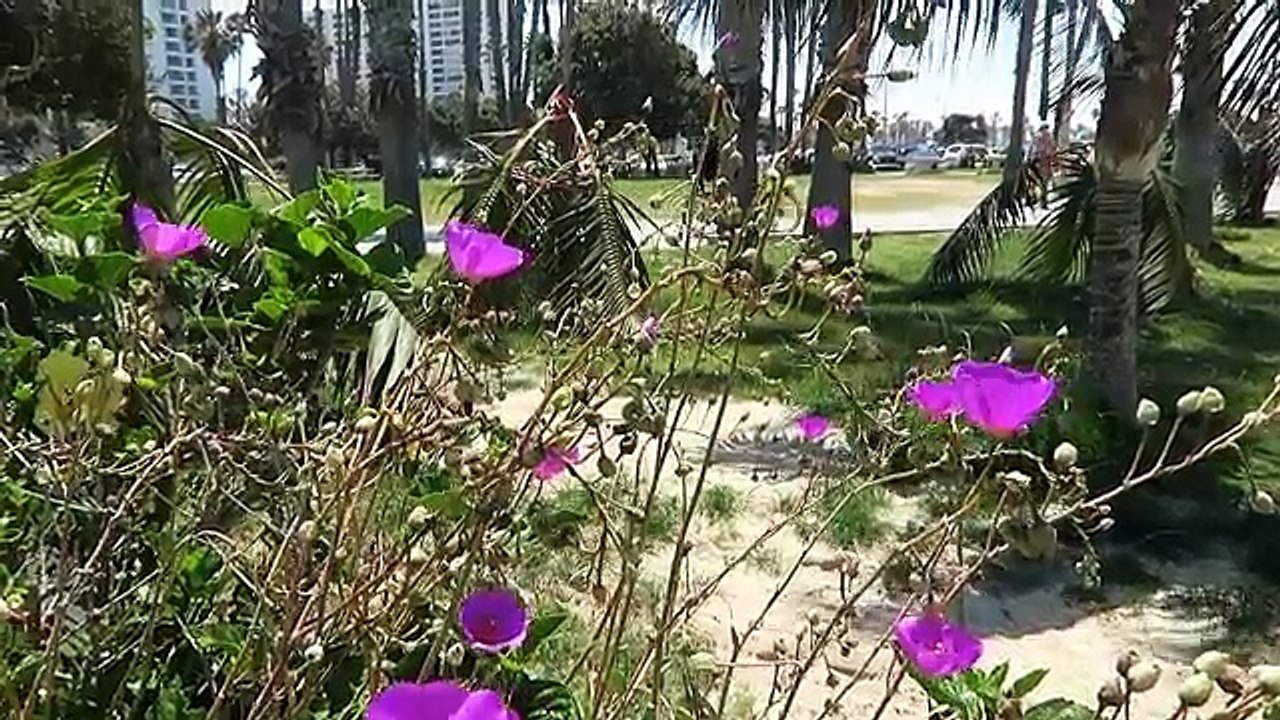 PROPOSAL PRANK! (Malibu Beach, California)