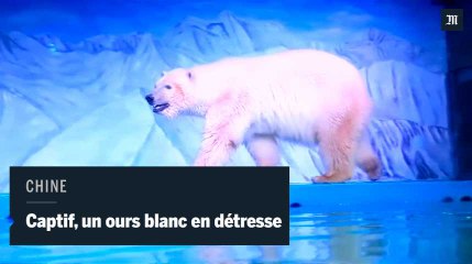 Pizza, l'ours blanc en détresse