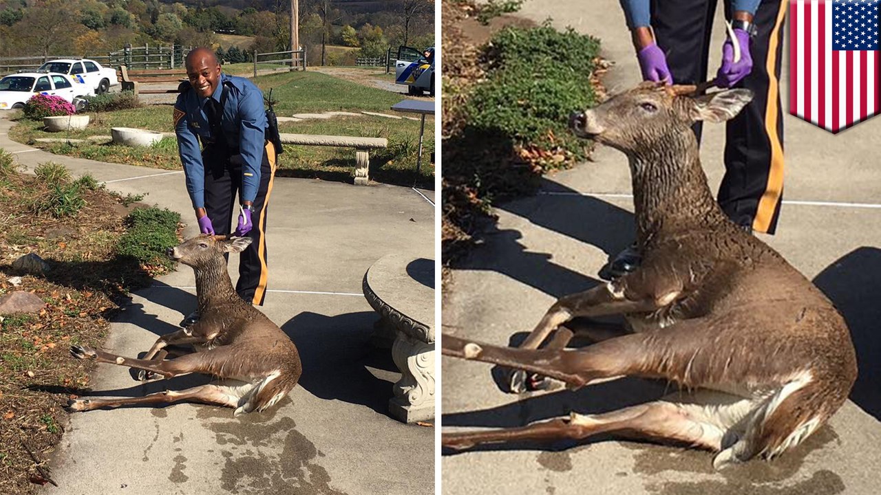 New Jersey State Trooper pulls drowning deer from swimming pool to safety