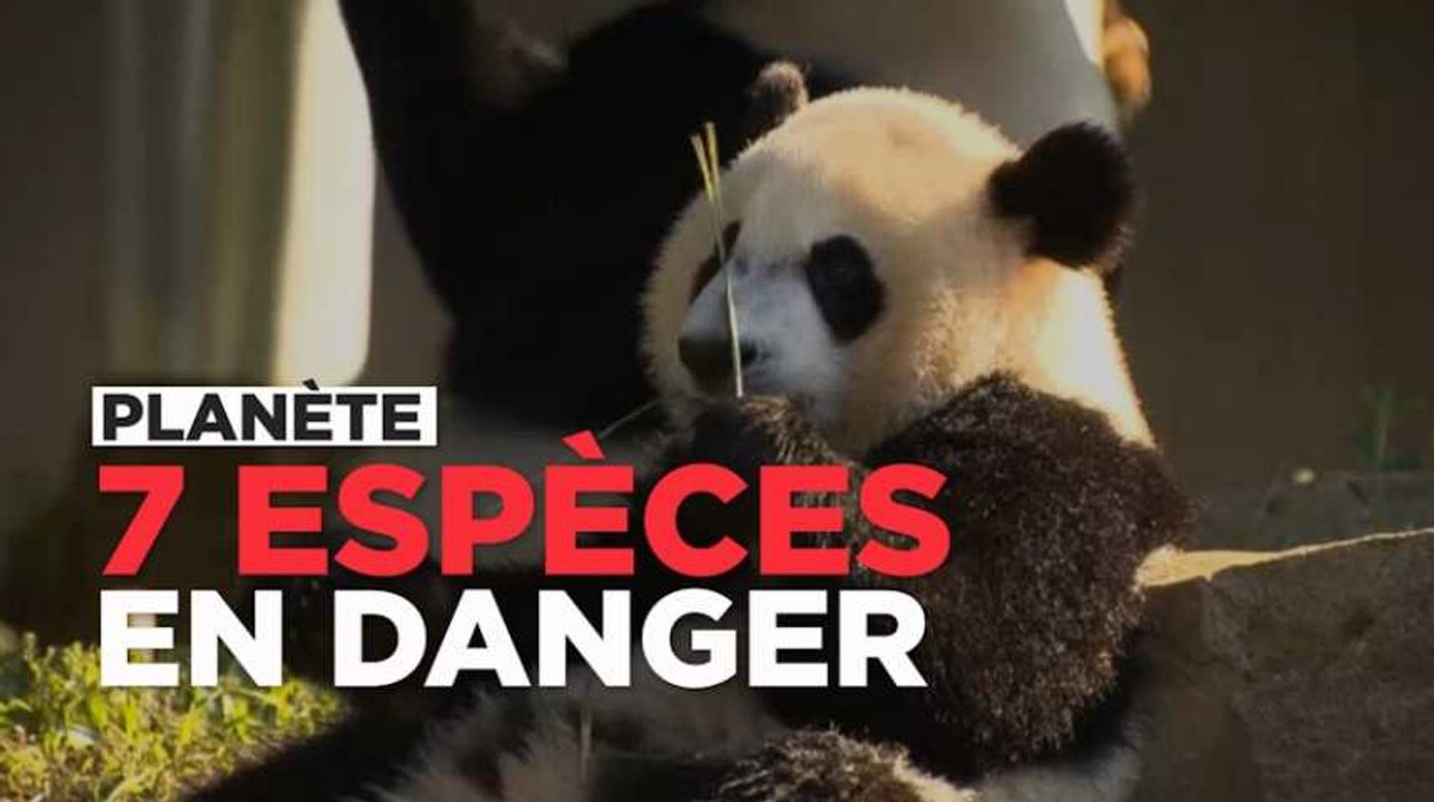 Ces 7 animaux qui risquent de disparaître