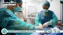 Veterinario cardiología. Veterinario especialista en cardiología en Barcelona.