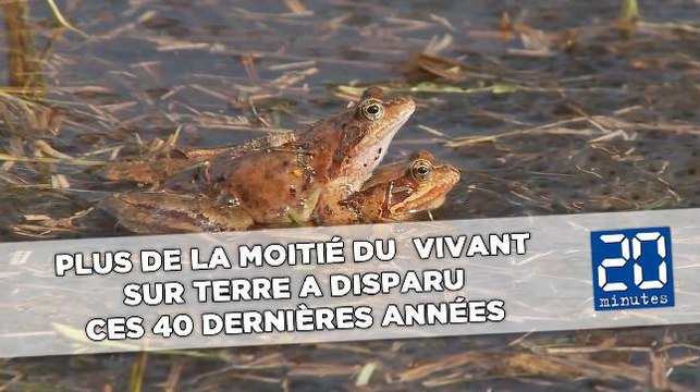 Plus de la moitié du vivant sur Terre a disparu ces 40 dernières années