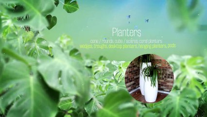 Indoor Plants Hire