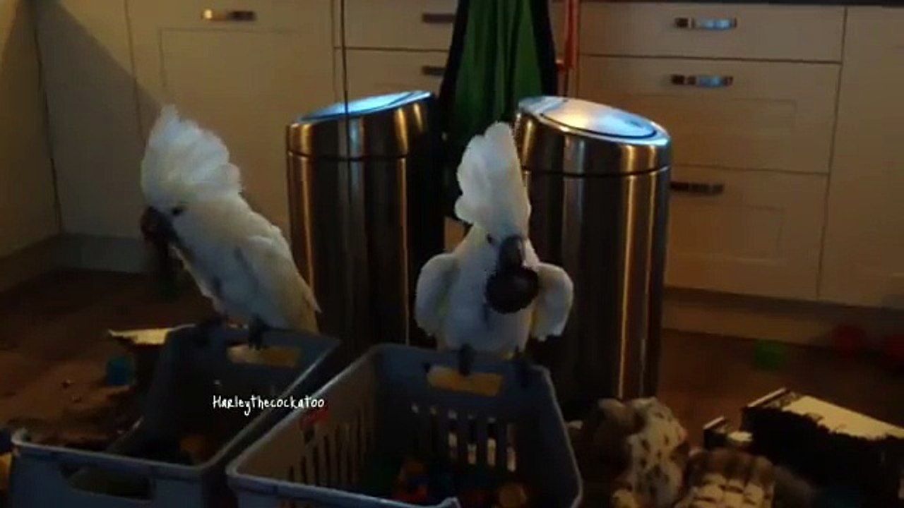 Un cacatoès se fait peur devant un miroir