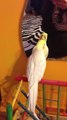 Cockatiel sings and dances to classic 70's song
