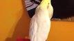 Cockatiel sings and dances to classic 70's song