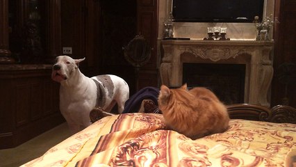 Great Dane barks at cat to get off bed, quickly takes his place