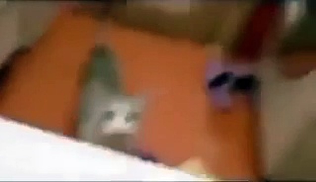 Un chat trop mignon