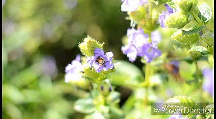 honey bee in Slow motion