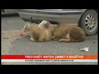 TREGTARËT: RRITEN ÇMIMET E BAGËTIVE