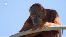 60. yaşını kutlayan orangutan rekor kırdı