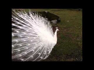 White Peacock Turns Heads at Canadian Park