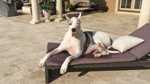 Great Danes chill out like humans by the pool