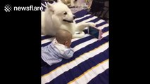Samoyed dog holds electronic tablet for baby when he watches cartoons